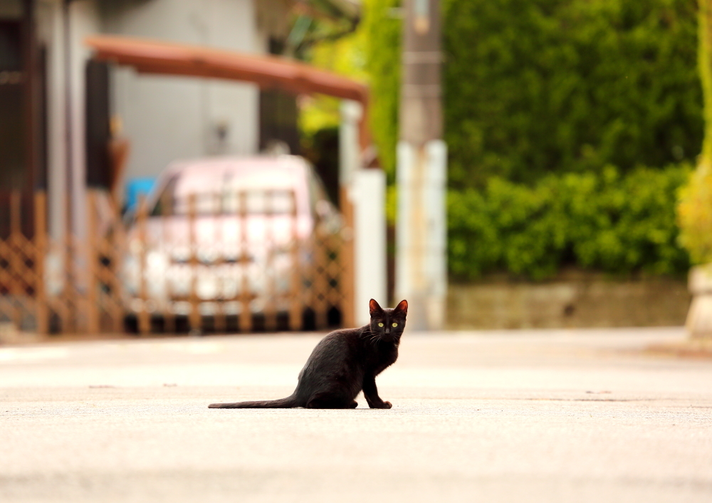 くろちゃん