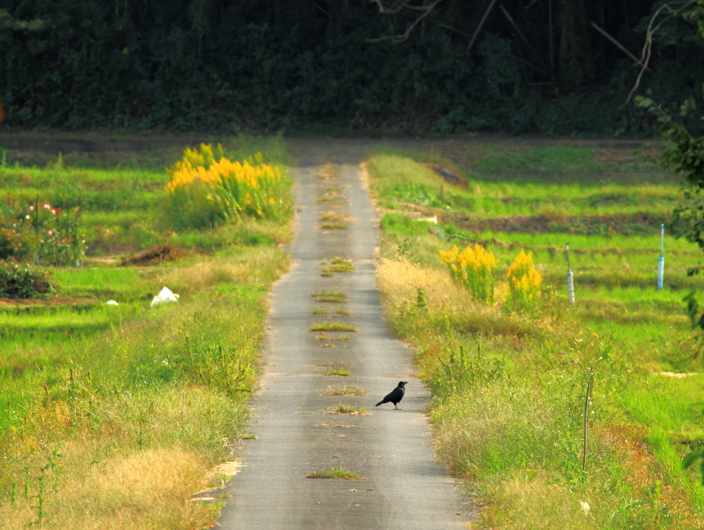 田舎道のカラス
