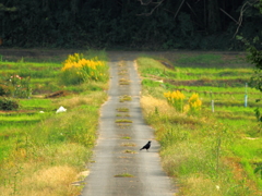田舎道のカラス