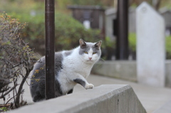 通りゃんせ。。。