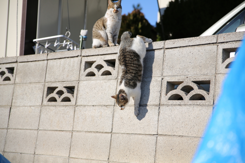 スパイダーキャット、、、２