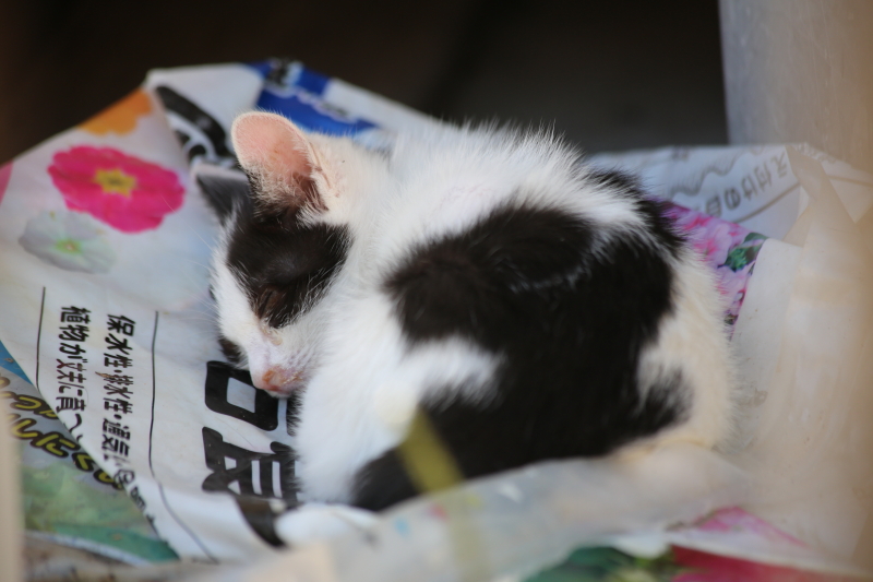 どんな夢をみてるの？