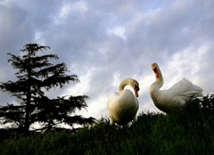 Dream  Swans