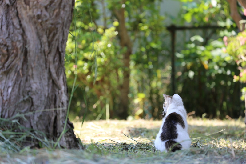 黄昏キャット