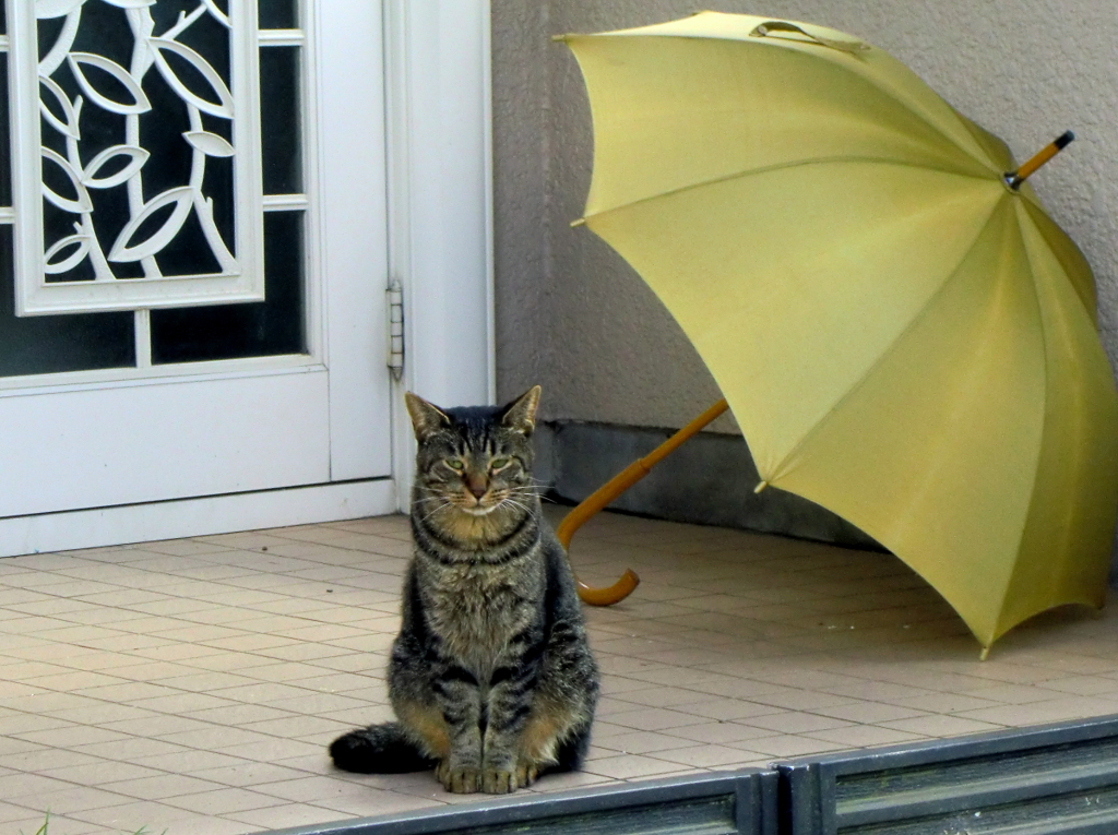 サバトラちゃん