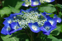 紫陽花