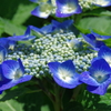 紫陽花