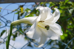 百合