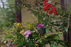 華やかでしょ