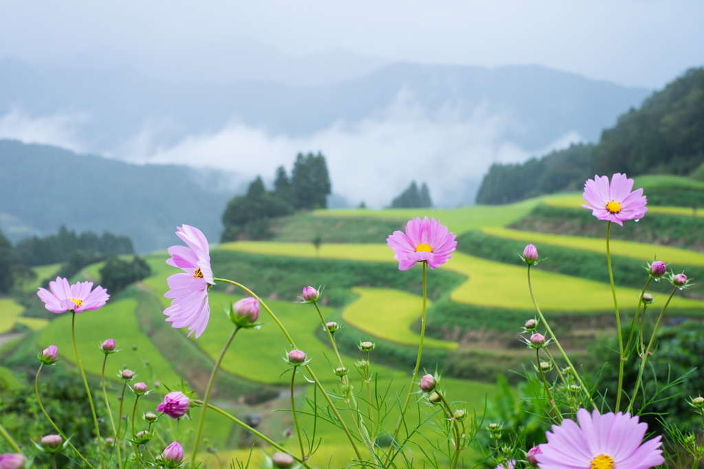 秋雨と秋の盛り合わせ