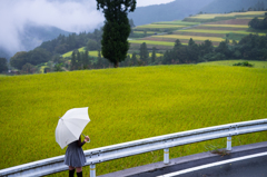 雨の天空棚田