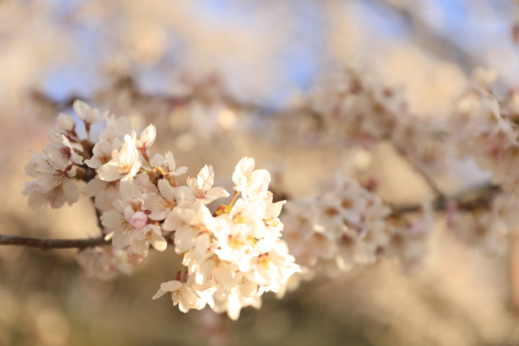 桜満開