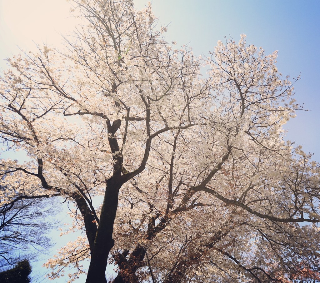 桜模様