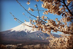 富士桜