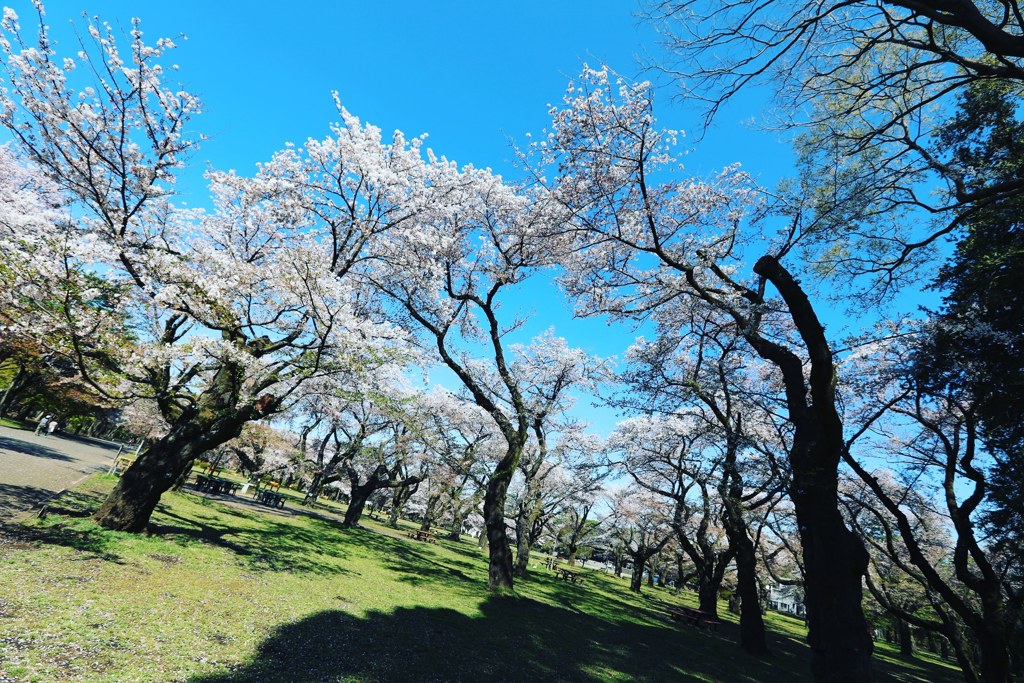 桜乱舞