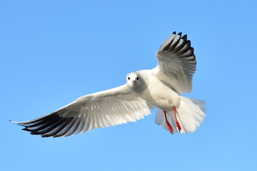 wing