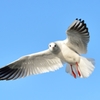 wing