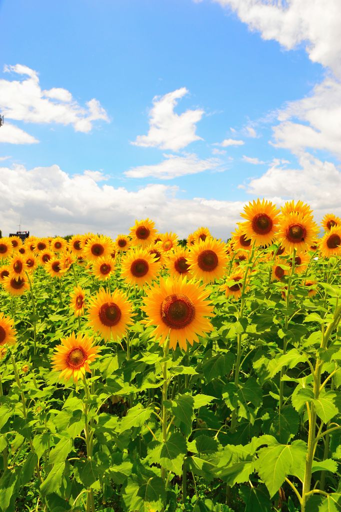 夏