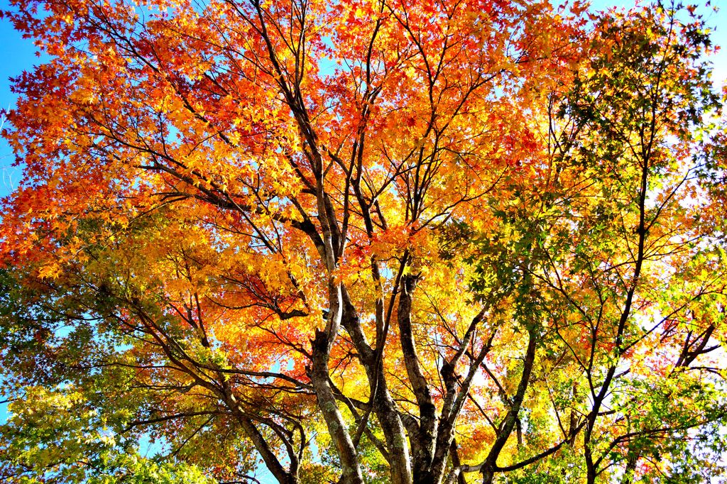 榛名湖の紅葉