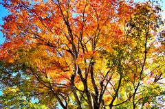 榛名湖の紅葉