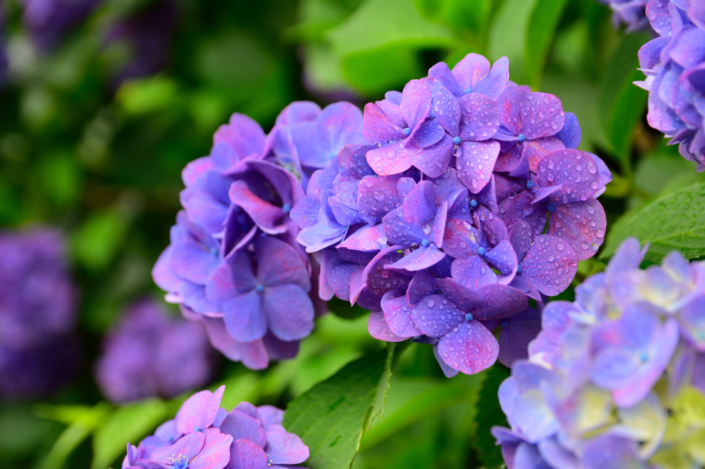 blue...purple...
