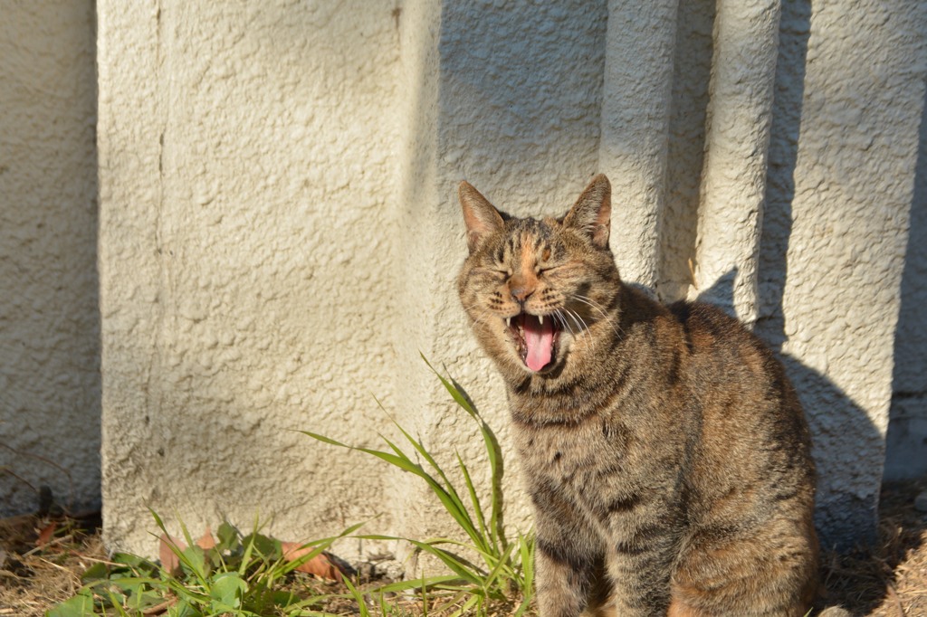 a big yawn