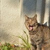 a big yawn