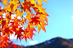紅葉