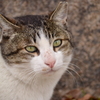 大阪城の猫