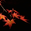 雅②