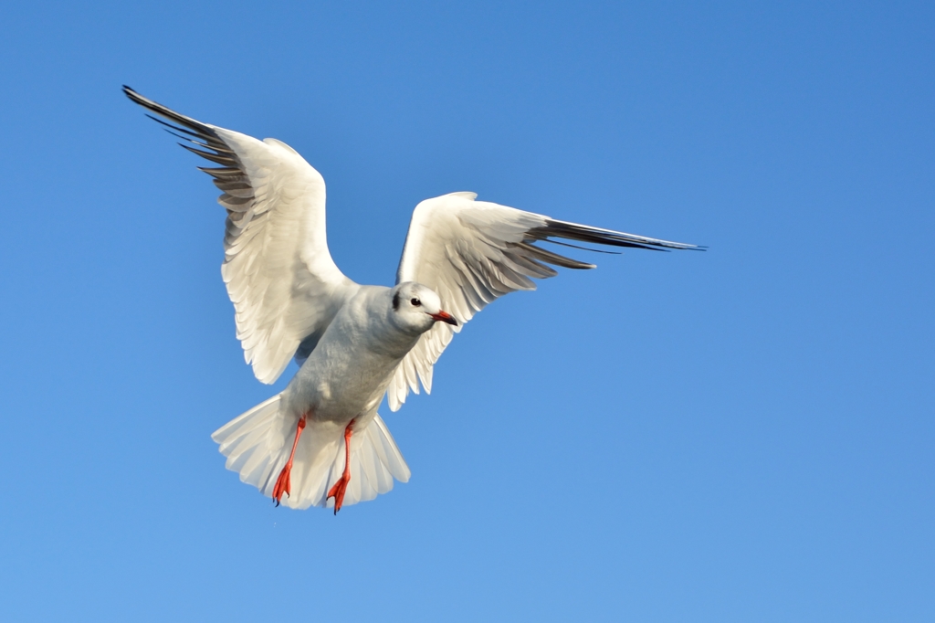 ready to glide