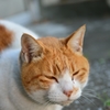 sleepy