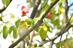 on the branch 