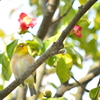 on the branch 