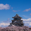 『岐阜』 桜雲