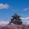 『岐阜』 桜に浮かぶ一夜城