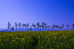 『新潟』 福島潟の菜の花