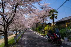 『京都』 上賀茂地区桜並木