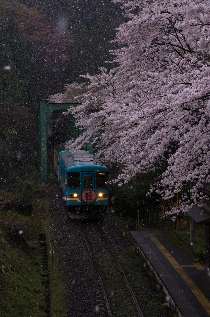 『岐阜』 桜吹雪と見せかけて～樽見鉄道～