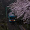 『岐阜』 桜吹雪と見せかけて～樽見鉄道～