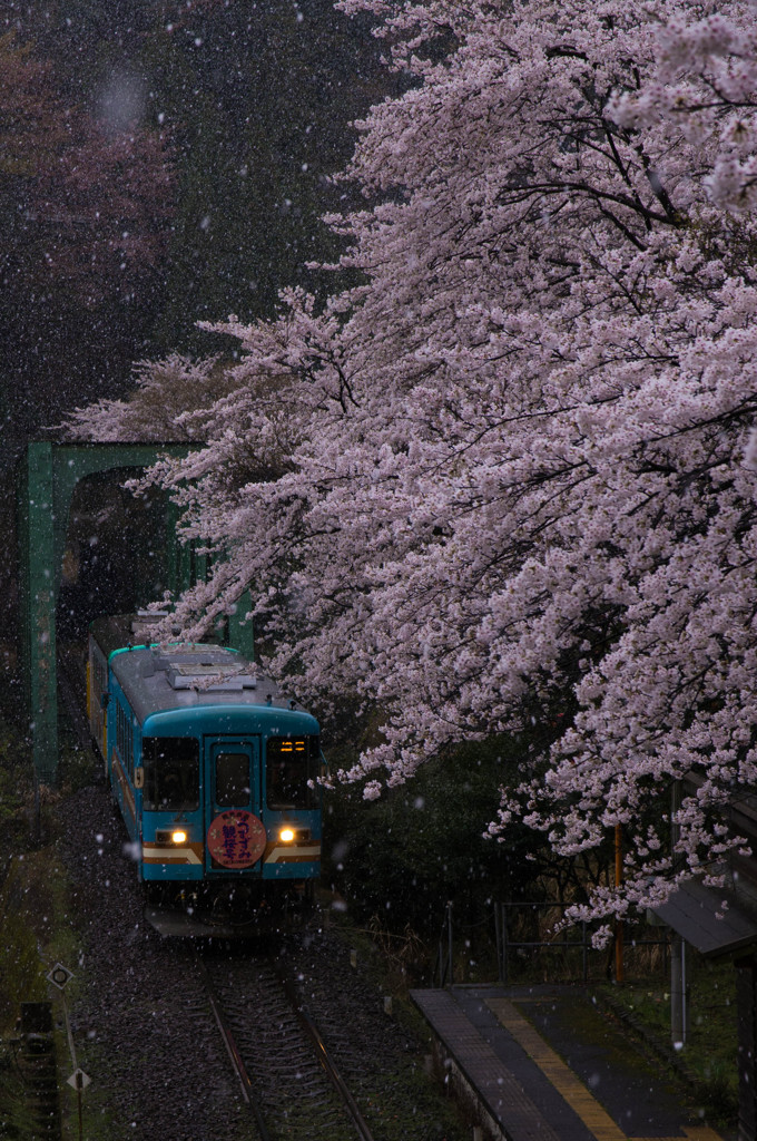 『岐阜』 桜と雪の奇跡～樽見鉄道～
