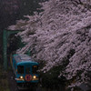 『岐阜』 桜と雪の奇跡～樽見鉄道～