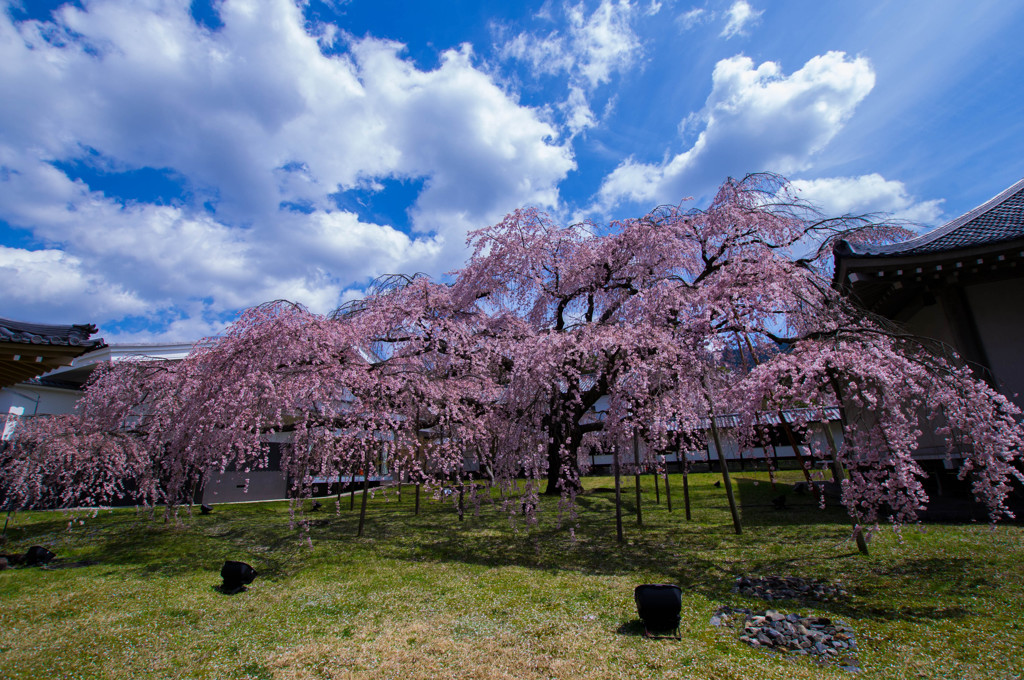 『京都』 醍醐寺