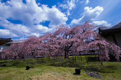 『京都』 醍醐寺