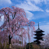 『京都』 東寺