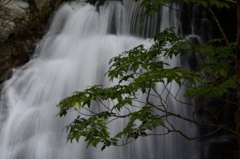 日光_20140824_26