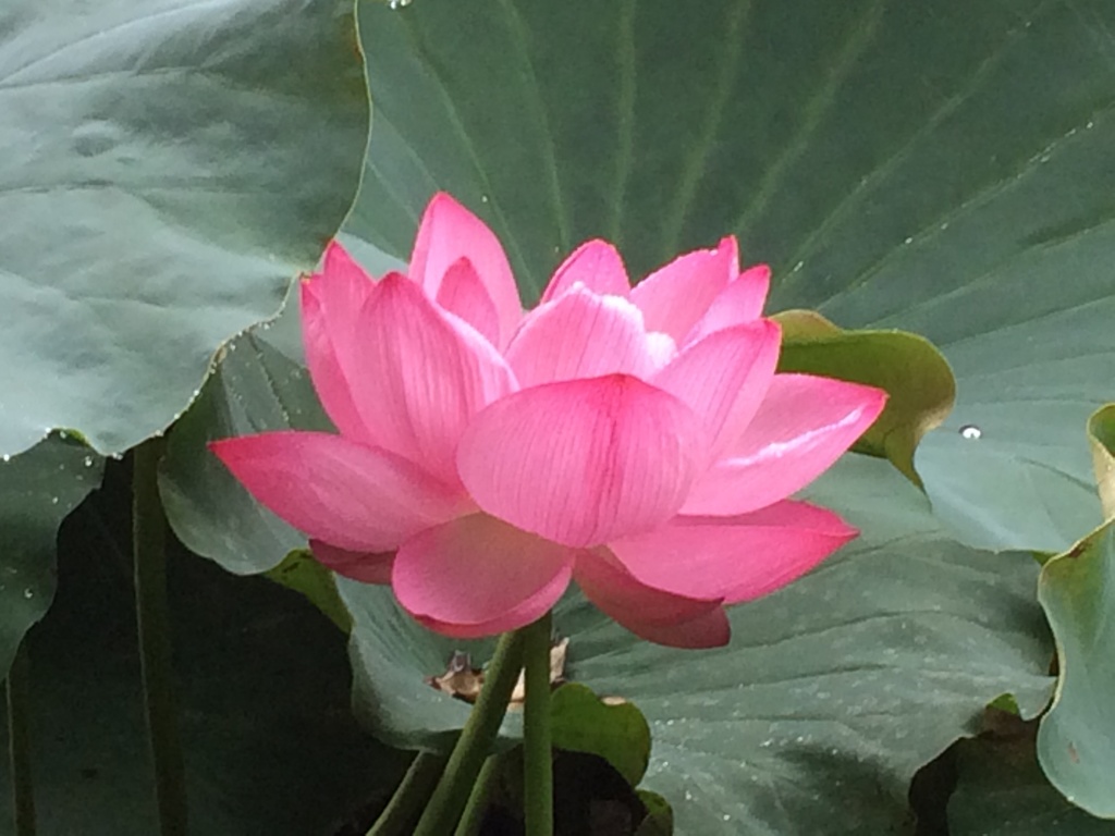上野公園にて
