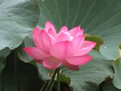 上野公園にて
