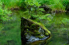 明神池　岩に生える木