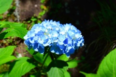 かつらぎ山の紫陽花